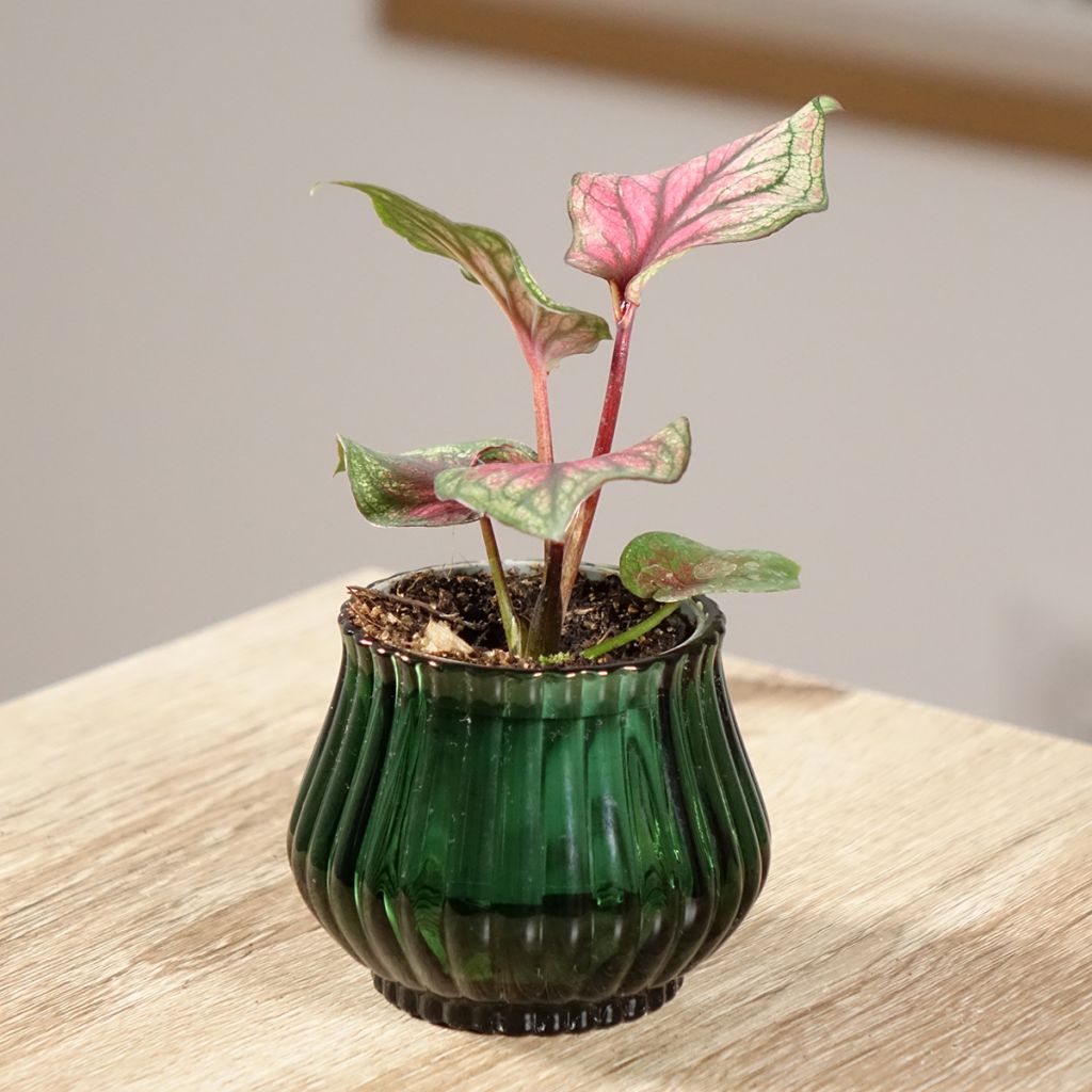 Caladium Lucia - Caladio