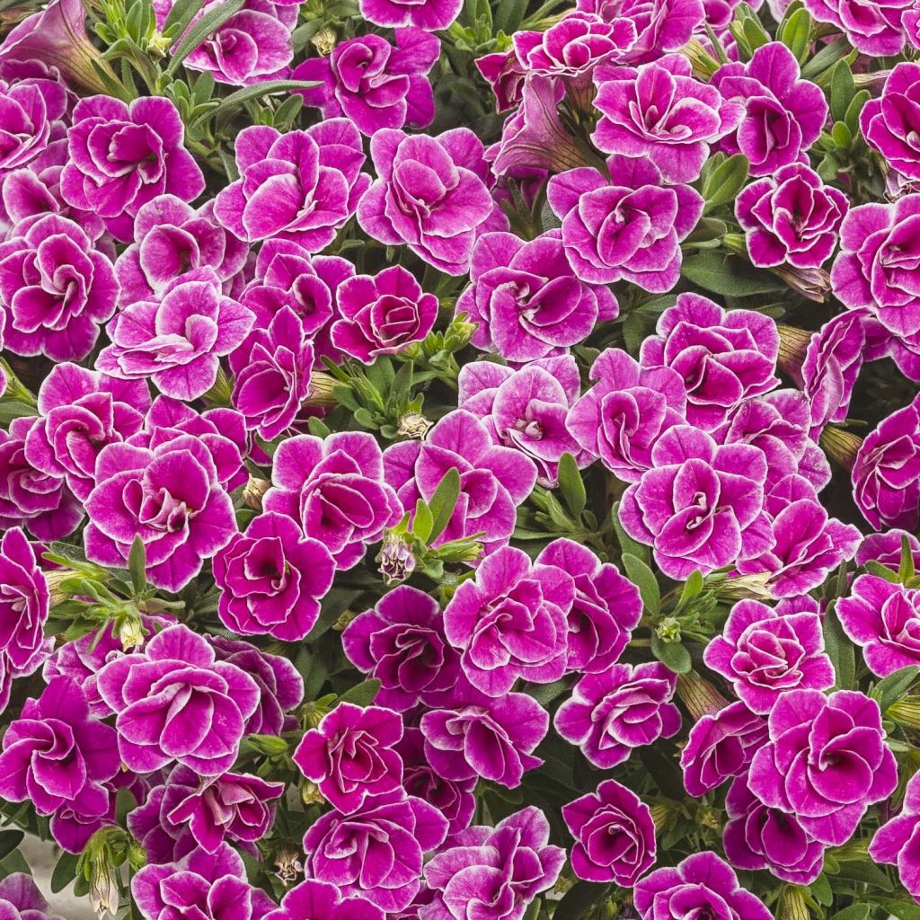 Calibrachoa Superbells Sweet Love - Petunia nana