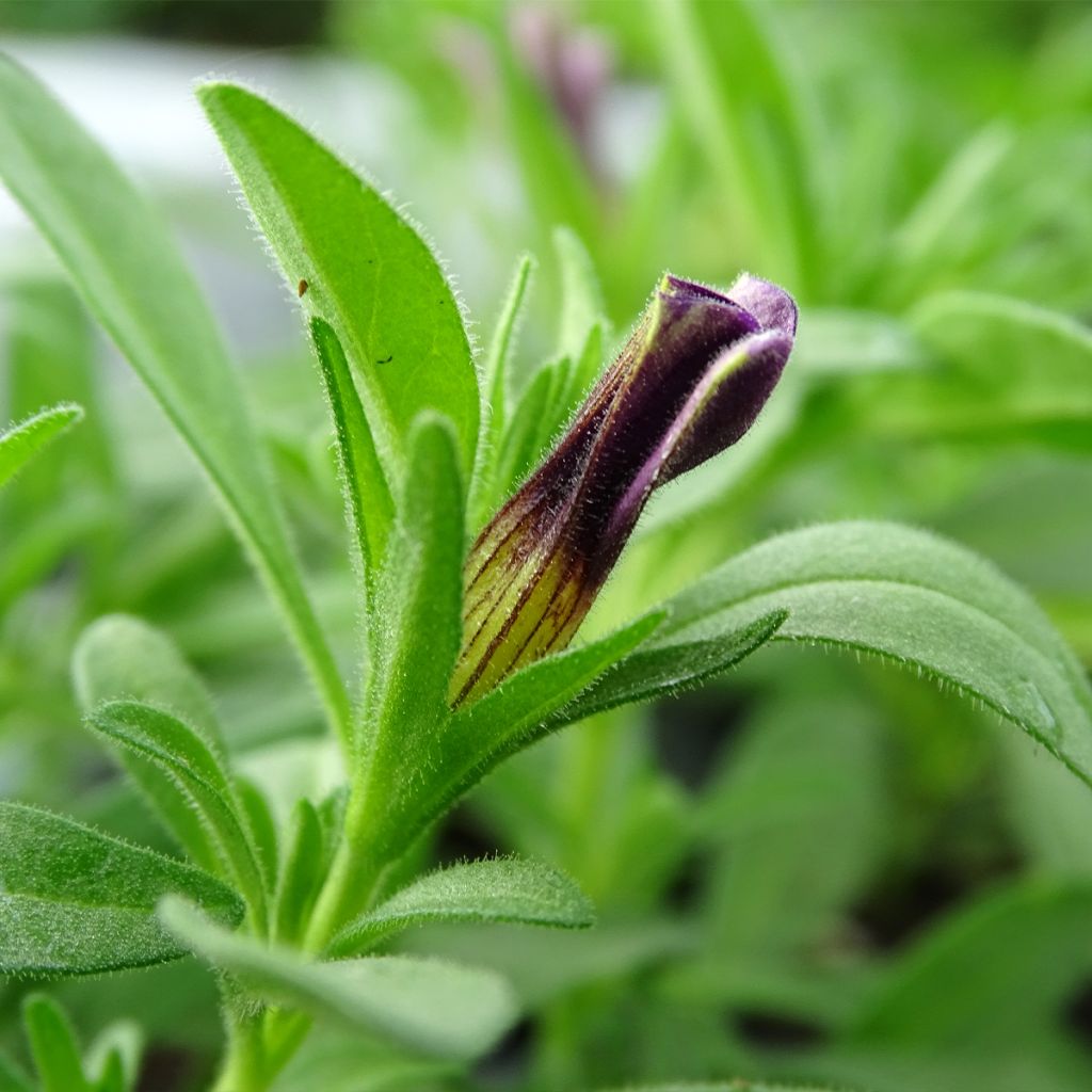 Calibrachoa Superbells Unique Blue Violet - Petunia nana