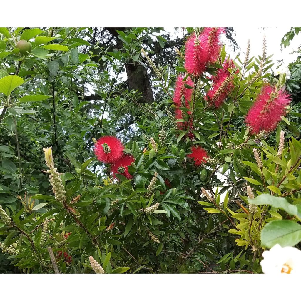 Callistemon citrinus Splendens - Pianta scovolino
