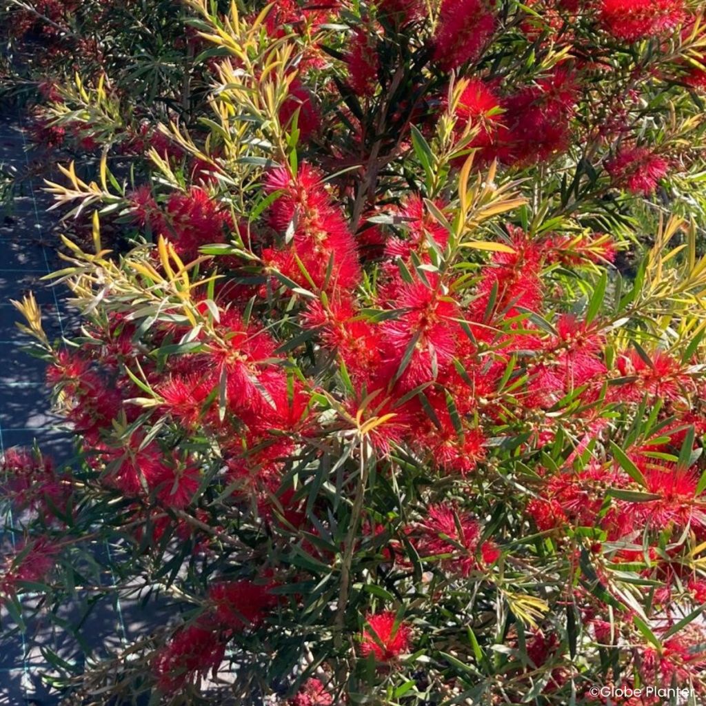 Callistemon viminalis Outback Flame - Pianta scovolino