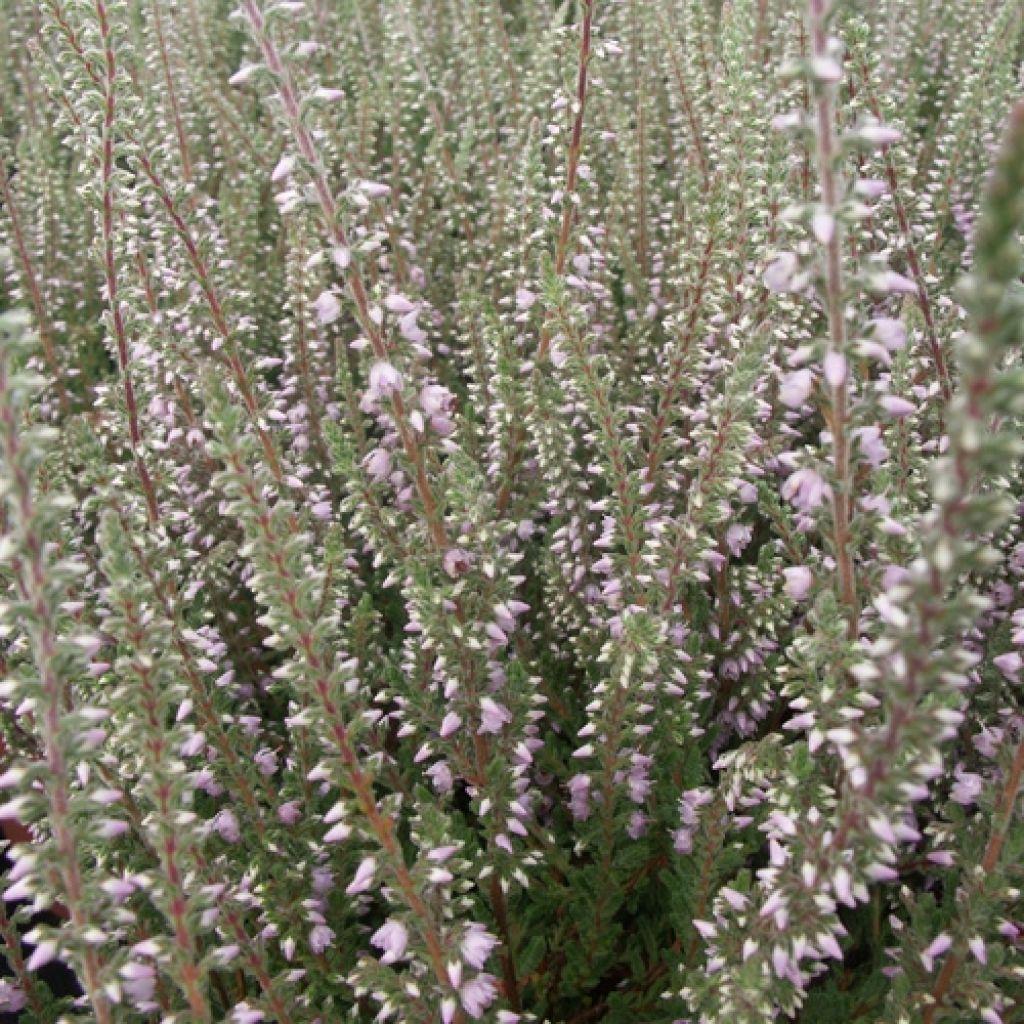 Calluna vulgaris Silver Knight - Brugo