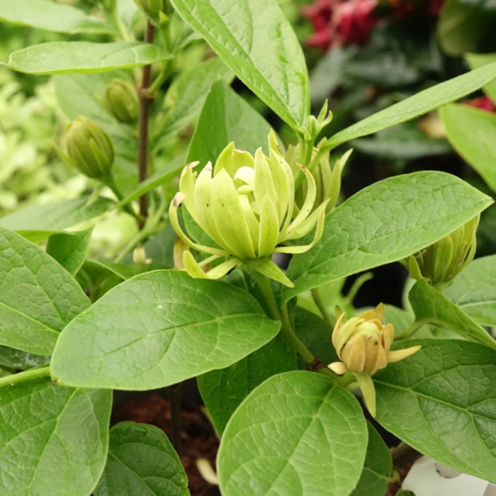 Calycanthus floridus Athens - Calicanto d'Estate
