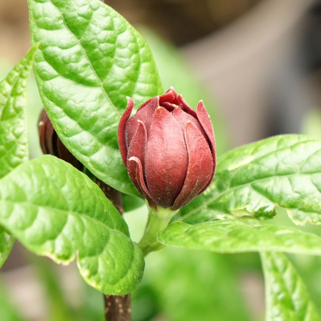 Calycanthus floridus Michael Lindsay - Calicanto d'Estate
