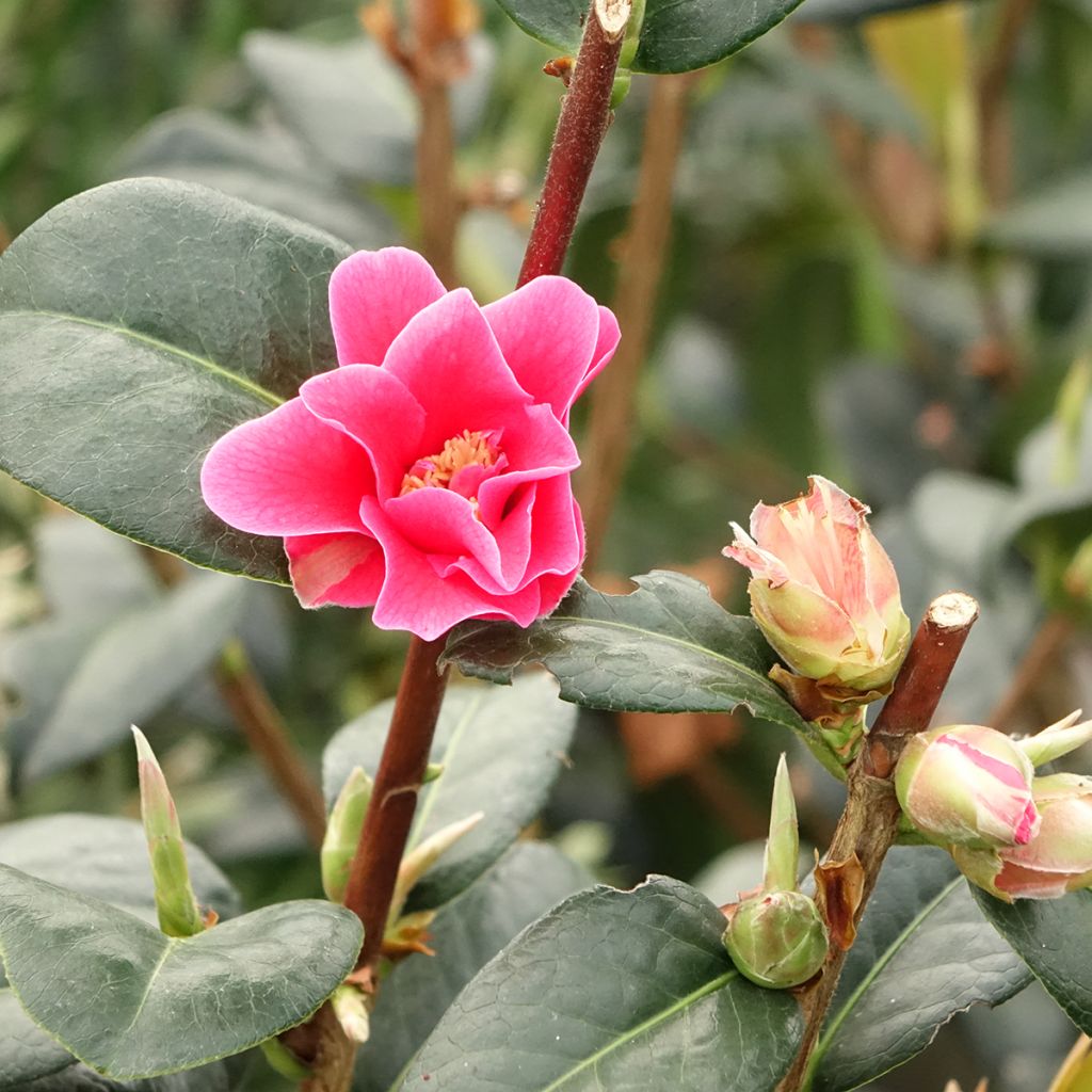Camellia reticulata Illumination