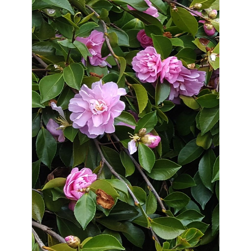 Camellia sasanqua Waterfall Pink