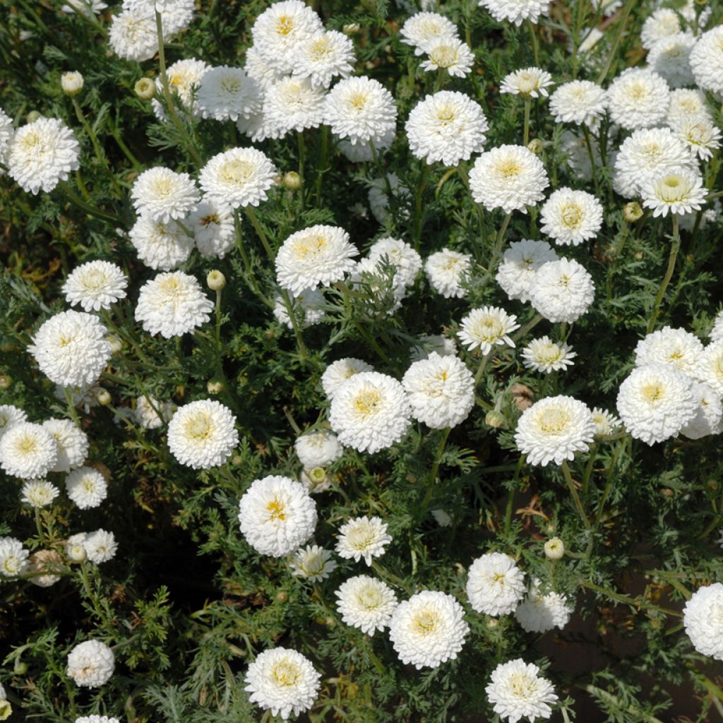 Chamaemelum nobile Ligulosum - Camomilla romana