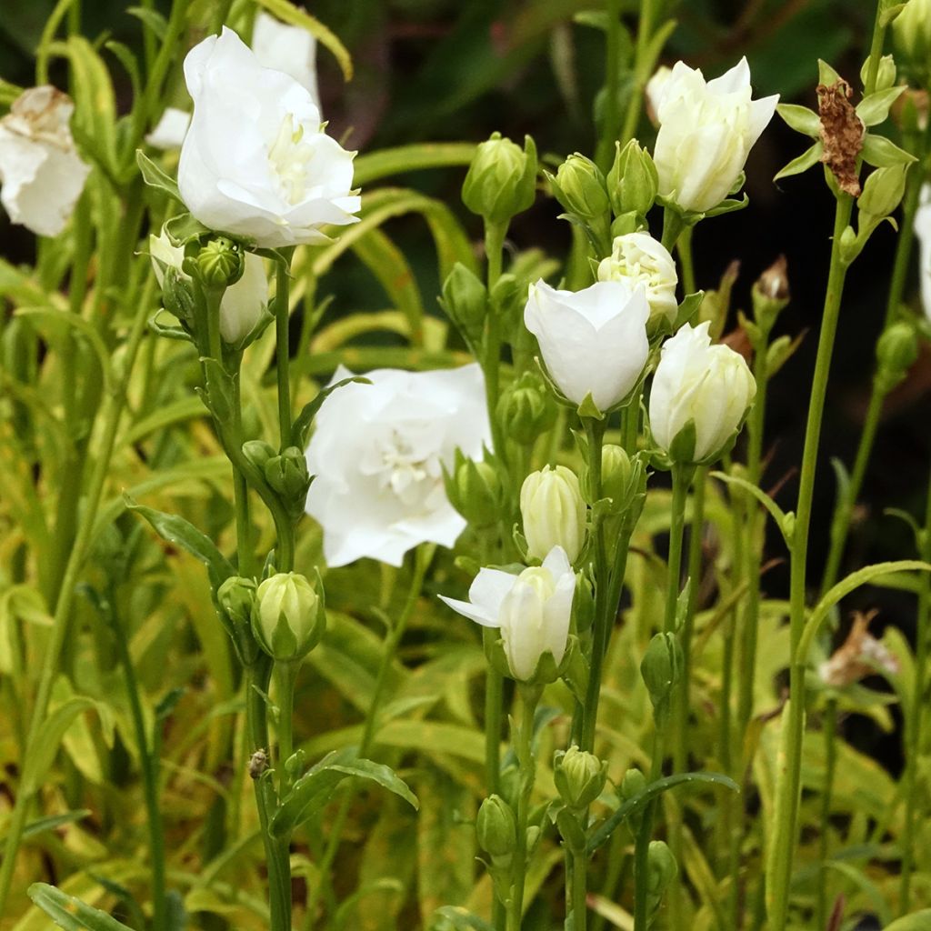 Campanula persicifolia La Bonne Amie - Campanula con foglie di pesco