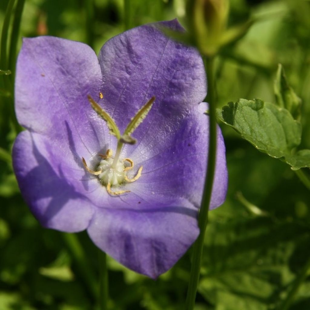 Campanula carpatica - Campanula dei Carpazi