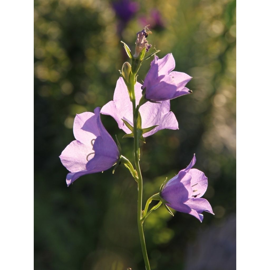 Campanula persicifolia - Campanula con foglie di pesco