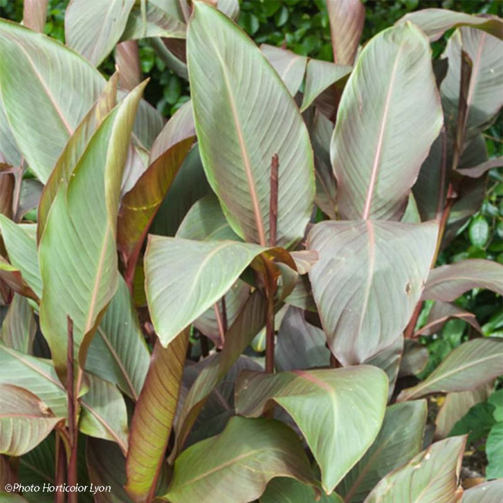 Canna indica Purpurea - Canna d'India