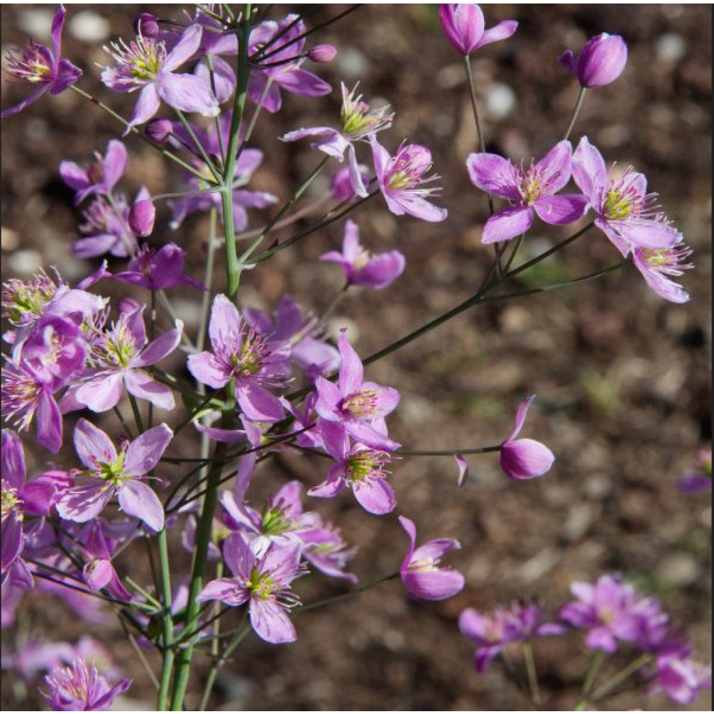 Thalictrum aquilegifolium Fairy Wings - Pigamo colombino