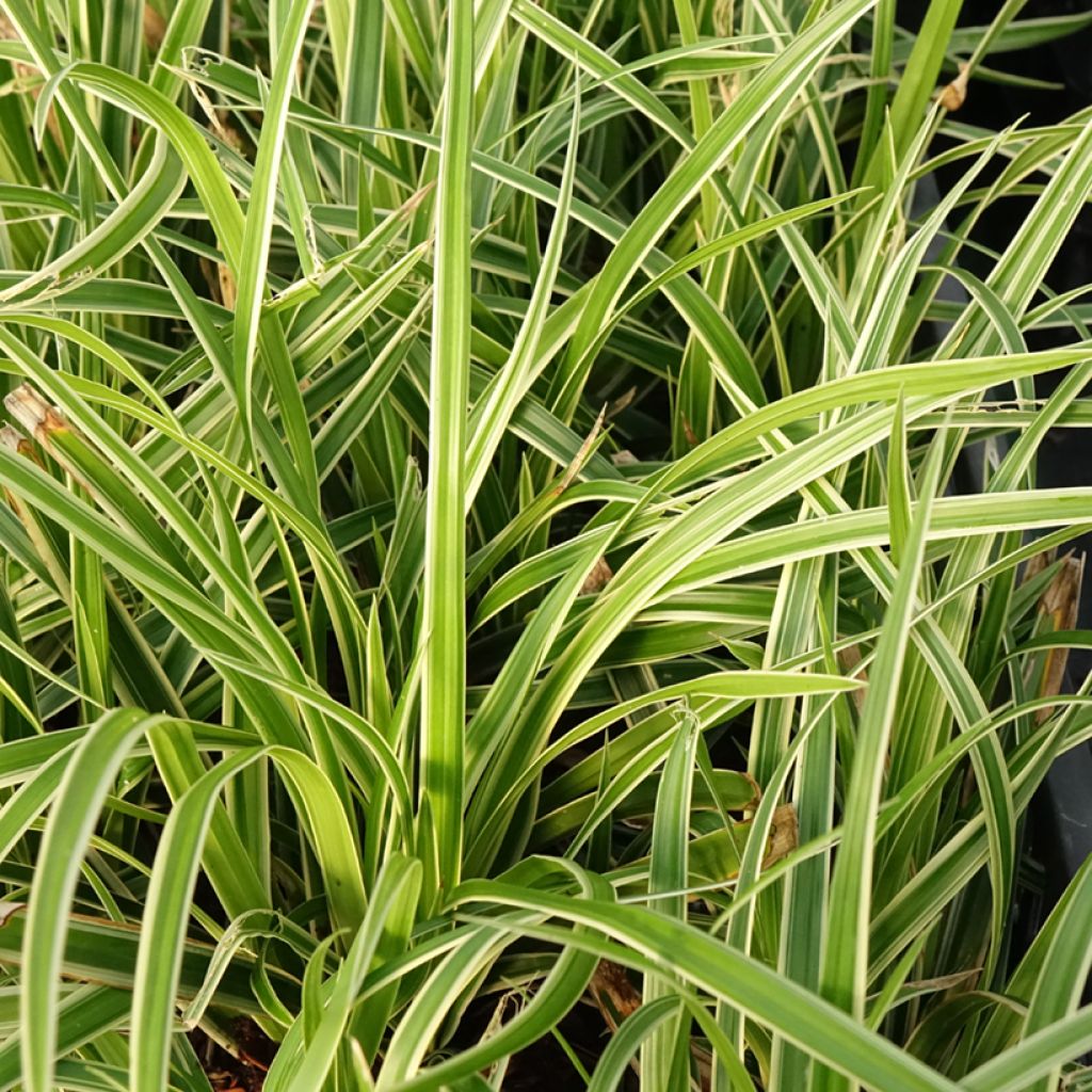 Carex muskingumensis variegata - Carice palma