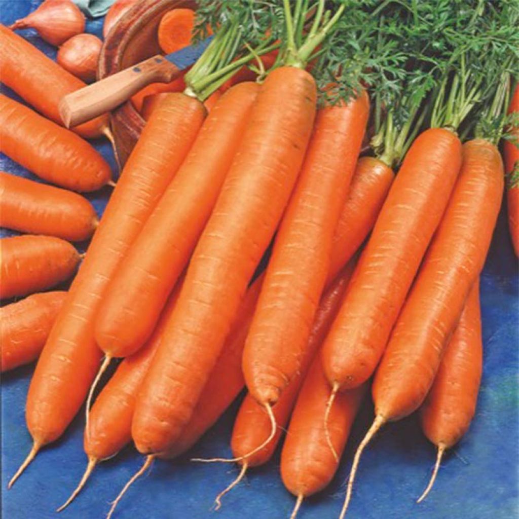 Carota Berlikum 2