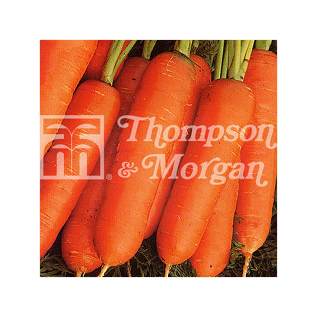 Carota Nantese 2 - Frubund