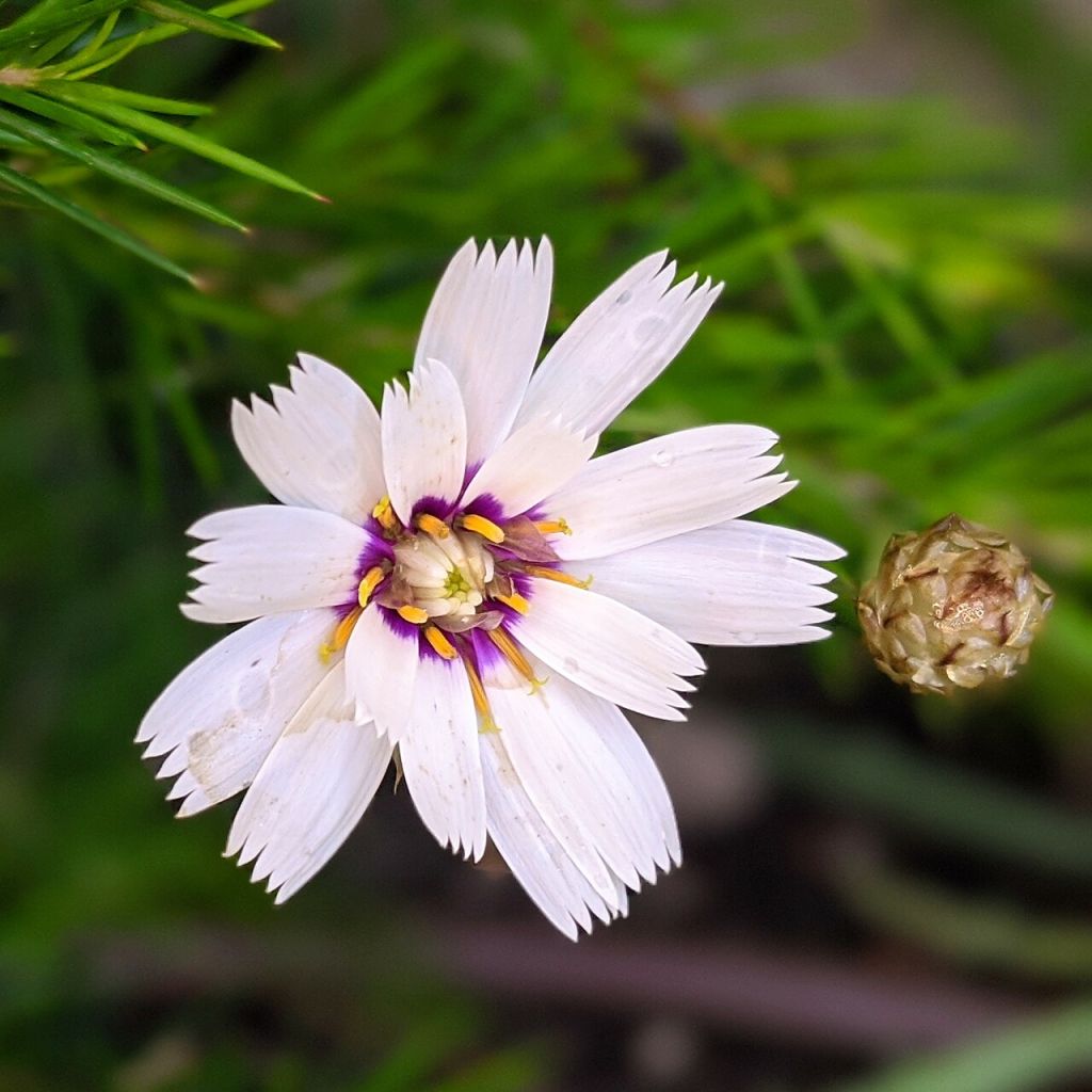Catananche caerulea Alba - Cupidone azzurro