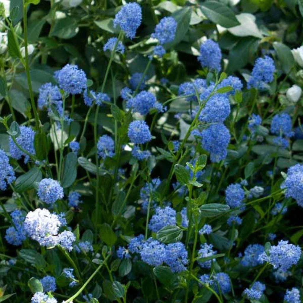 Ceanothus Skylark
