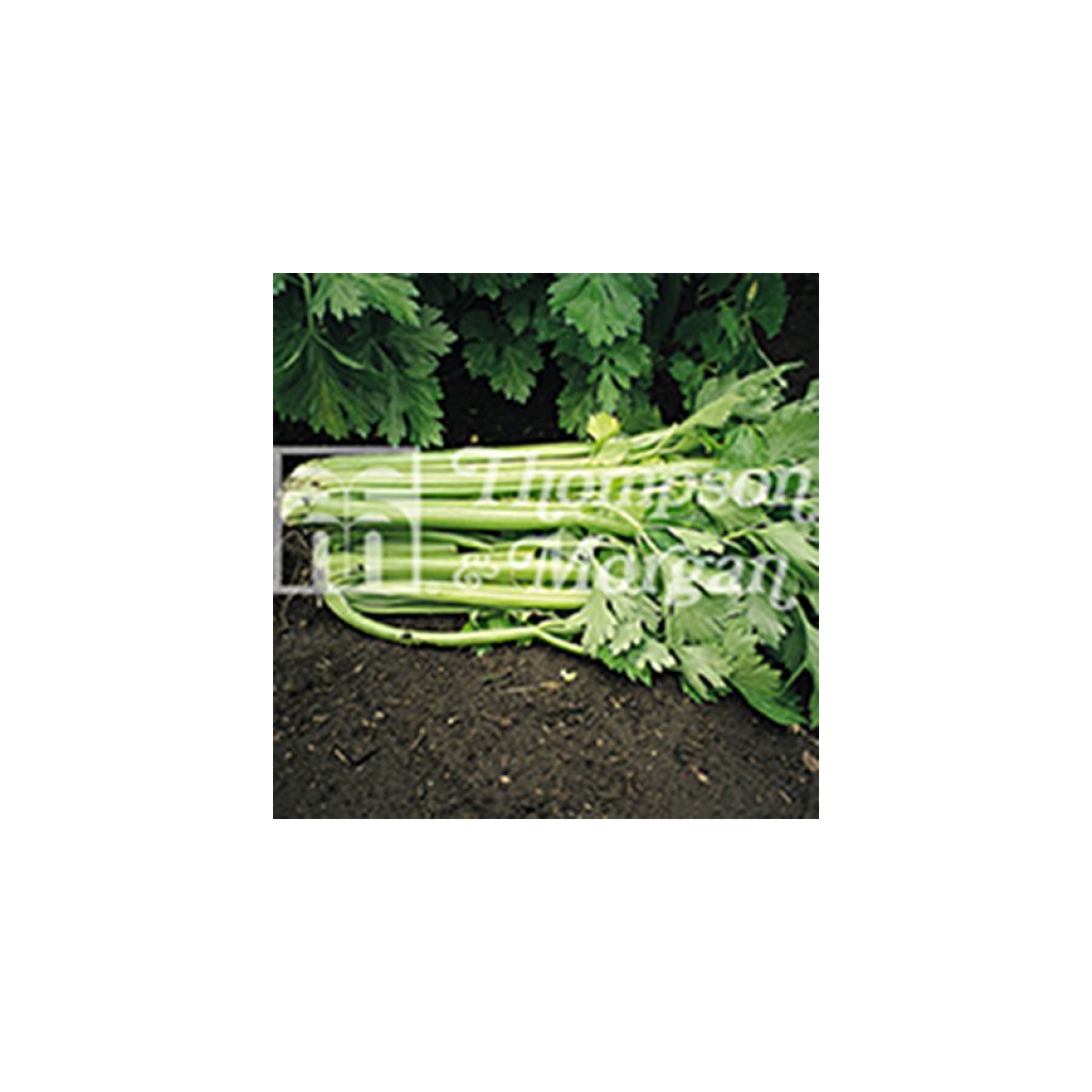 Sedano Tango F1 Hybrid