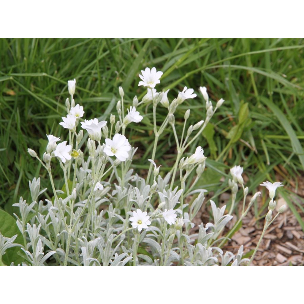 Cerastium tomentosum Yo Yo - Peverina tomentosa