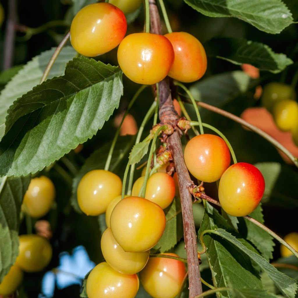 Ciliegio Bladoróżowa