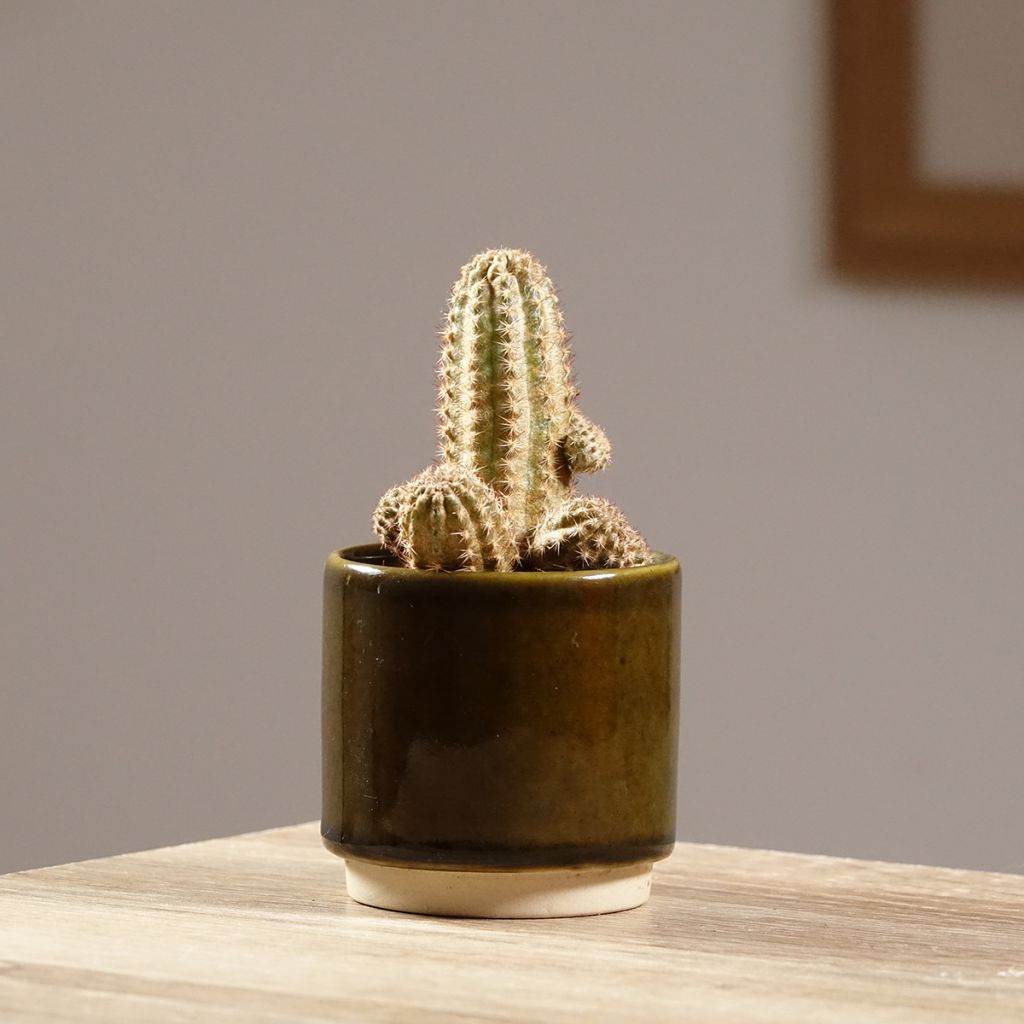 Chamaelobivia Paolinae - Cactus
