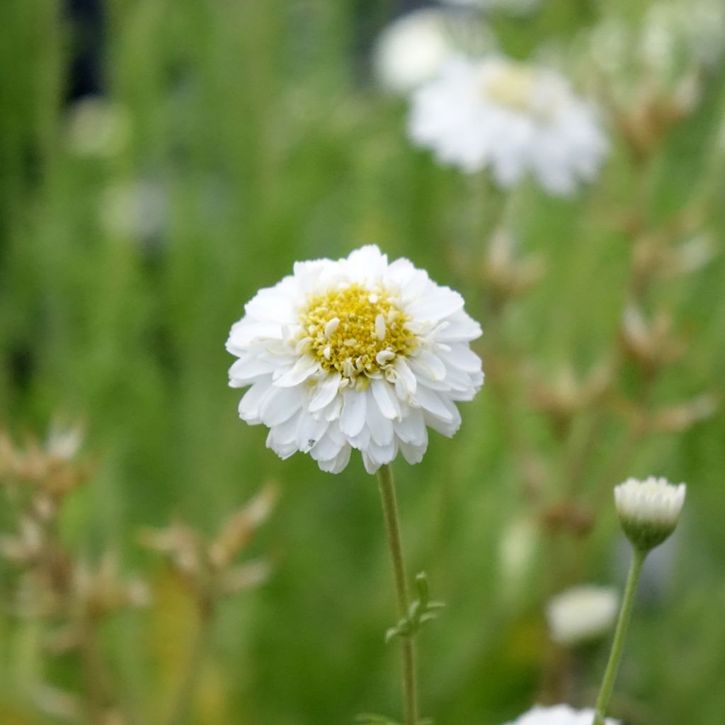 Chamaemelum nobile Flore Pleno - Camomilla romana