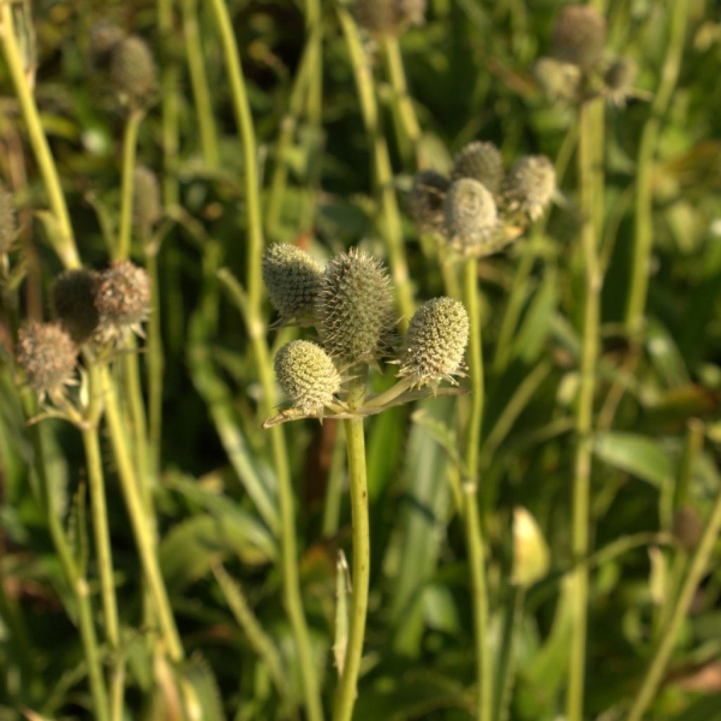 Eryngium agavifolium
