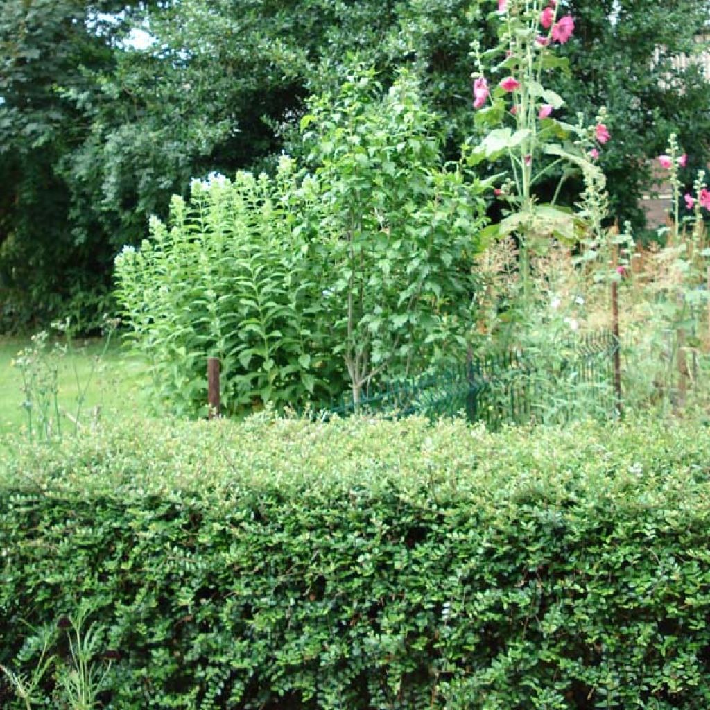 Lonicera nitida Elegant