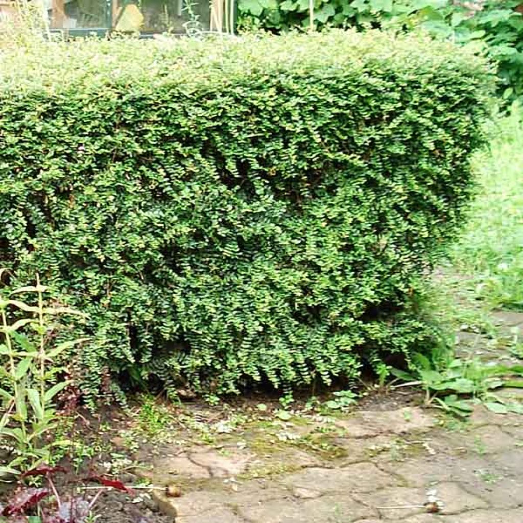 Lonicera nitida Elegant