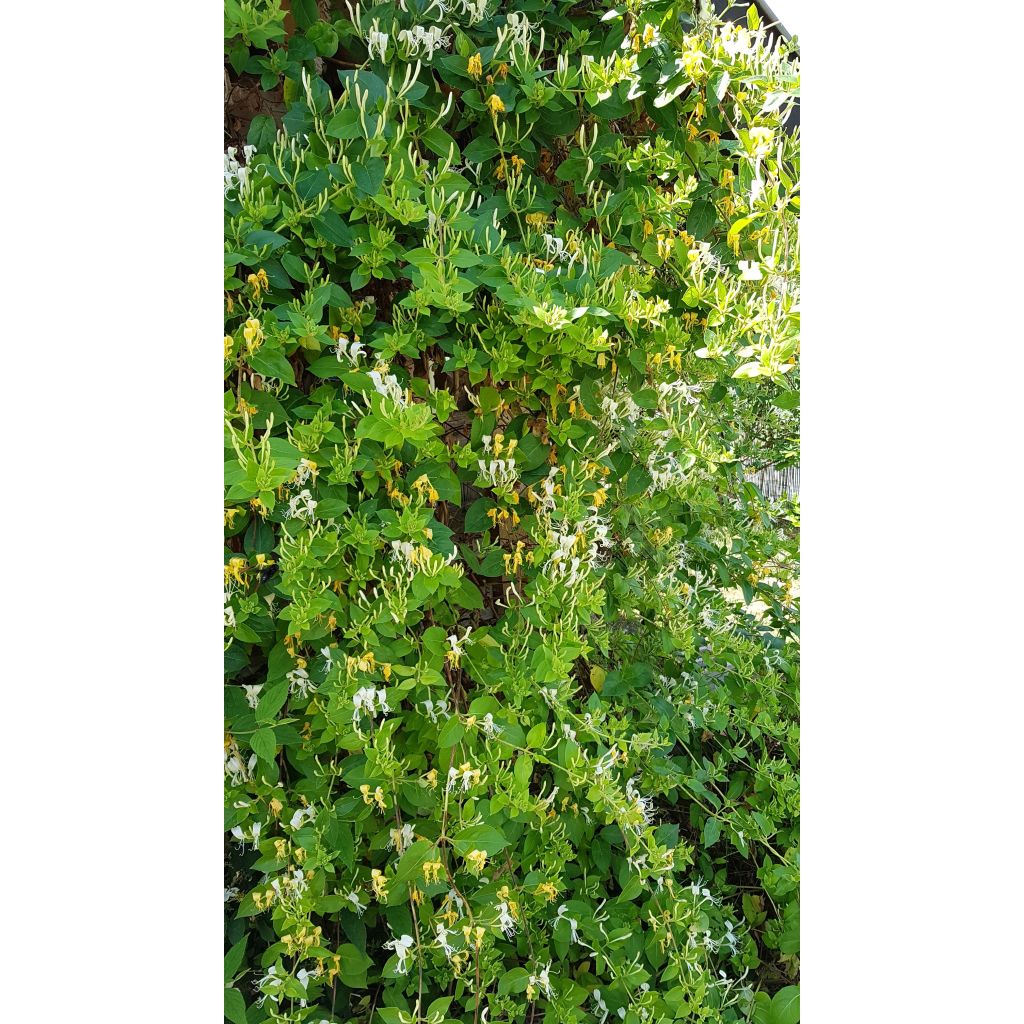 Lonicera japonica Hall's Prolific - Caprifoglio giapponese