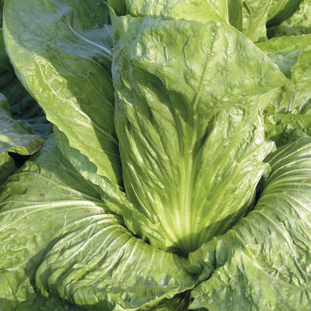 Cicoria Pan di zucchero