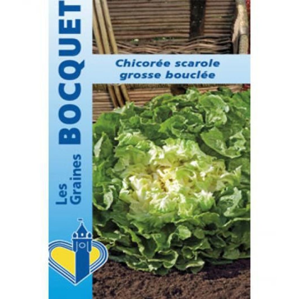 Cicoria scarola gigante riccia Grosse Bouclée