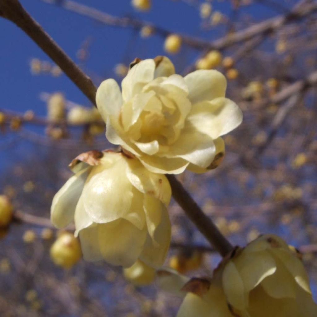 Chimonanthus praecox - Calicanto d'inverno