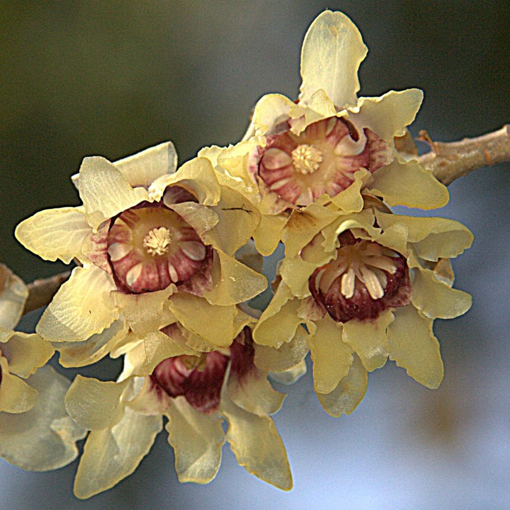 Chimonanthus praecox - Calicanto d'inverno