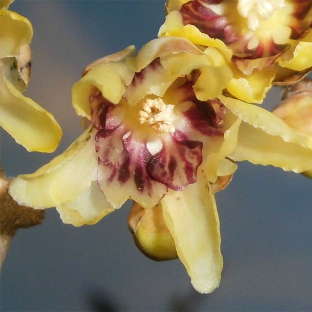 Chimonanthus praecox - Calicanto d'inverno