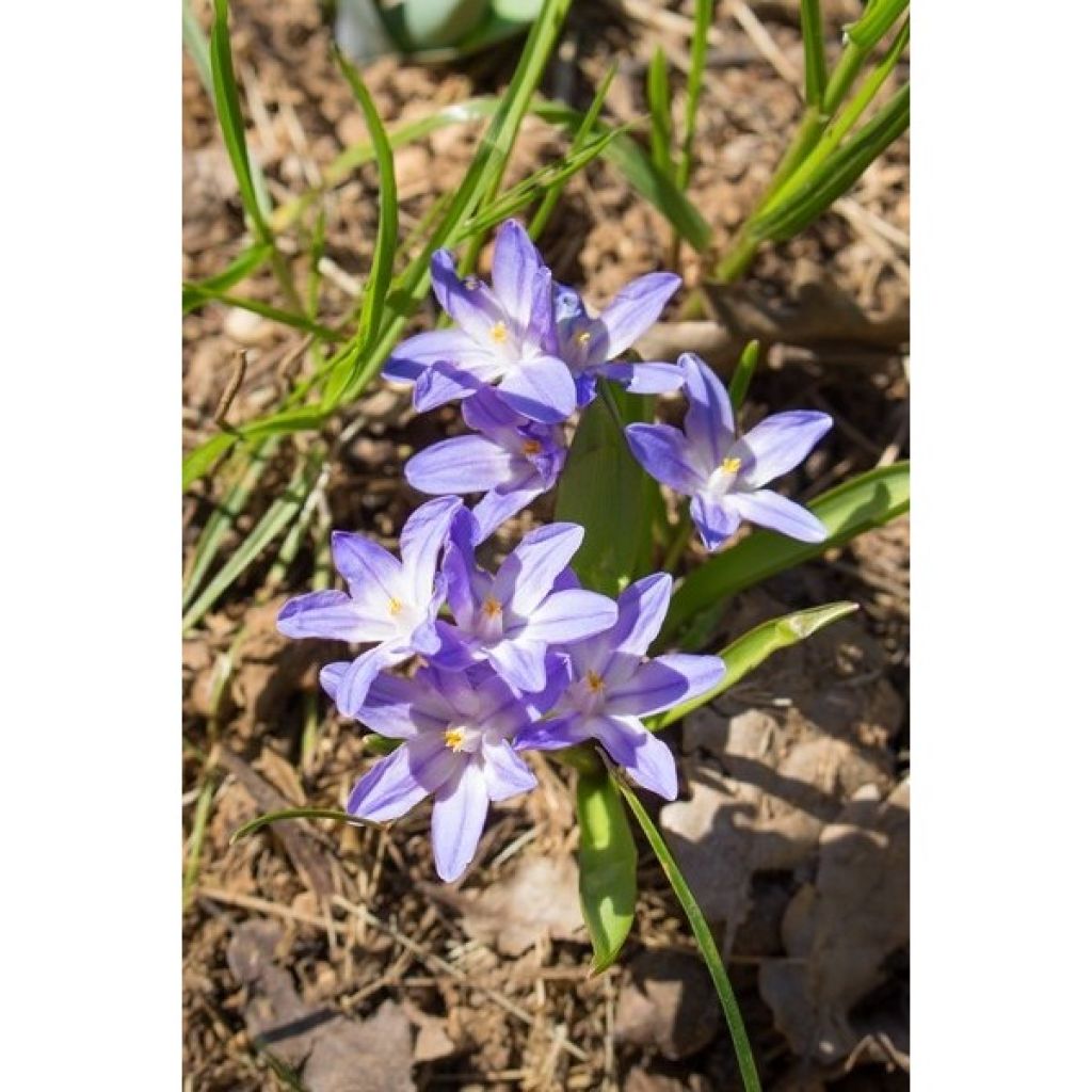 Chionodoxa forbesii Violet Beauty - Gloria della Neve