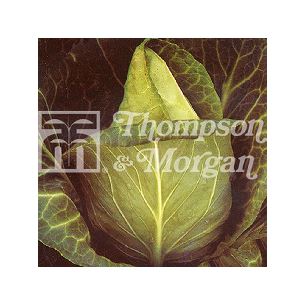 Cavolo cappuccio Advantage F1