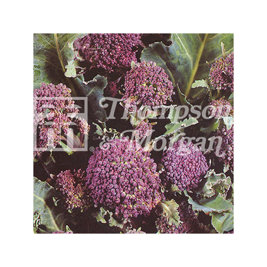 Cavolo broccolo Red Arrow