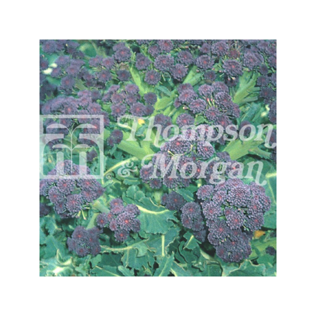 Cavolo broccolo Summer Purple