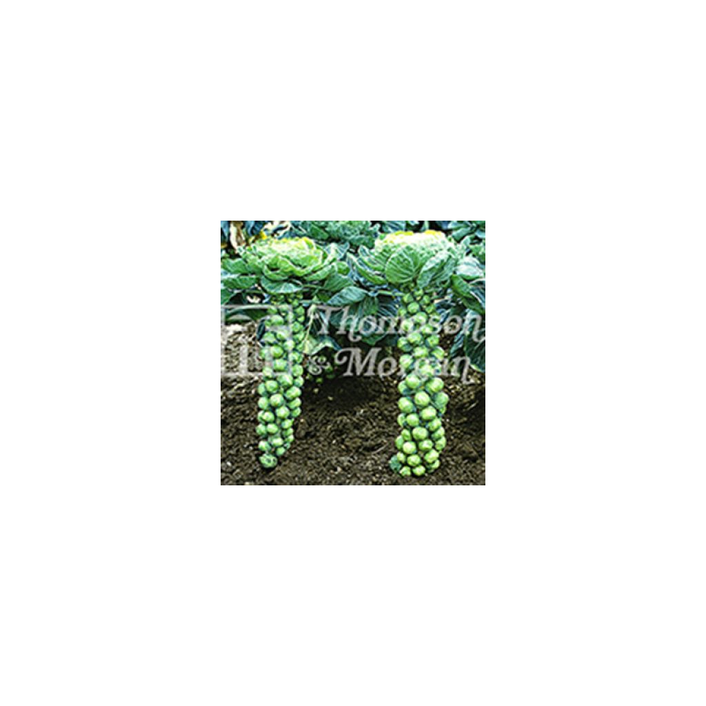 Cavolini di Bruxelles Bosworth F1