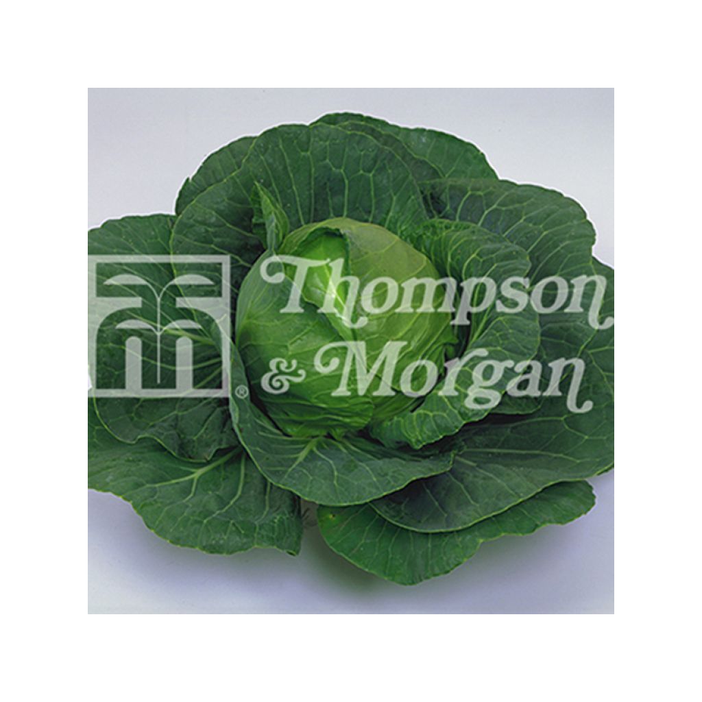 Cavolo cappuccio Elisa F1