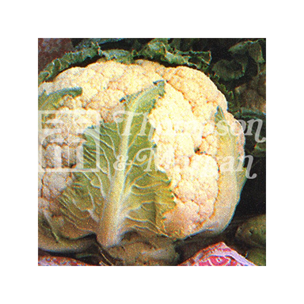 Cavolfiore All The Year Round