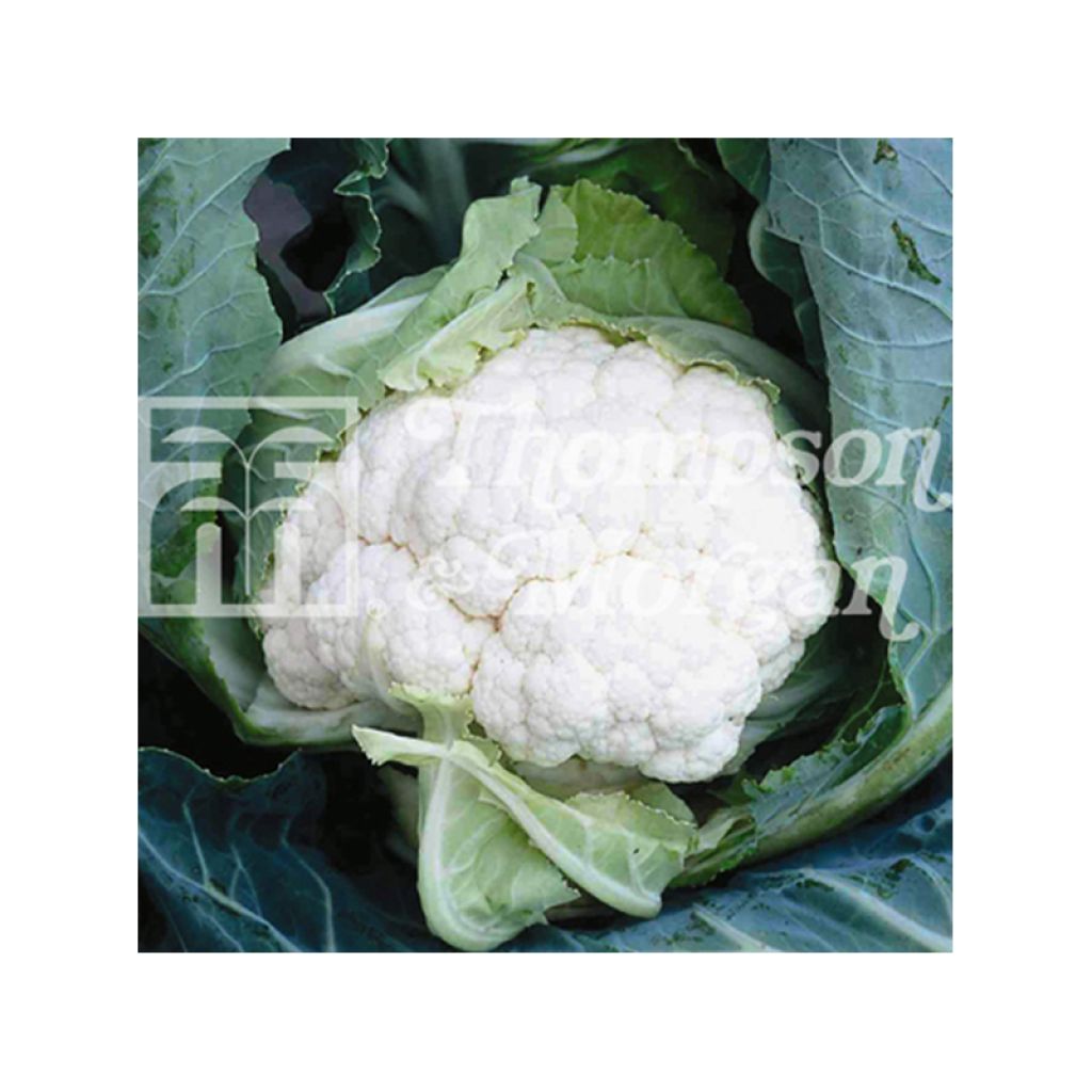 Cavolfiore Clapton F1