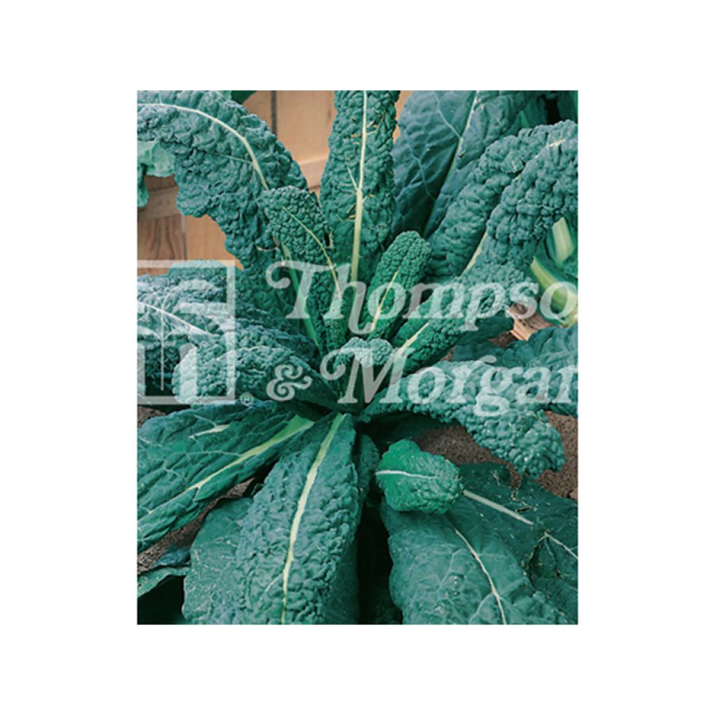 Cavolo riccio Il Cavolo Palmizio