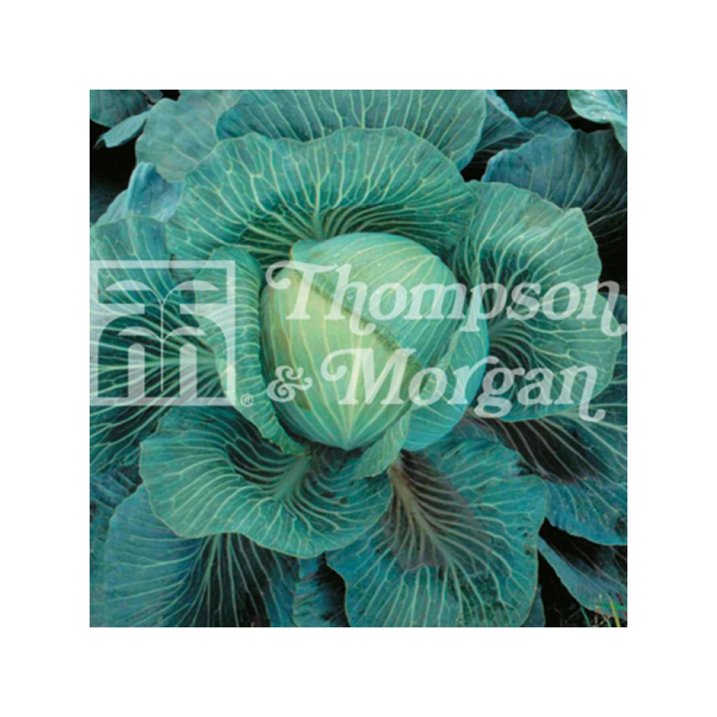 Cavolo cappuccio Kilaton F1