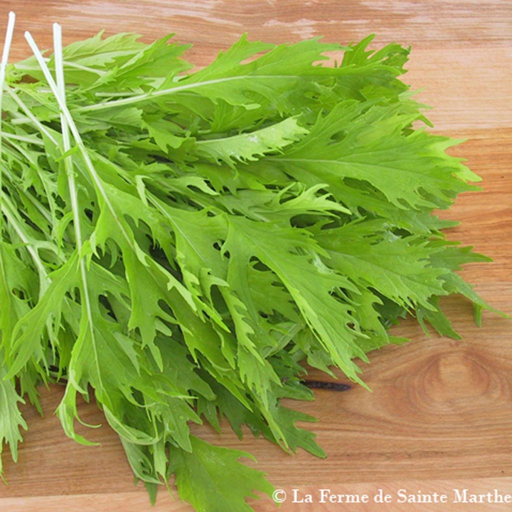 Rapa japonica Bio - Ferme de Sainte Marthe