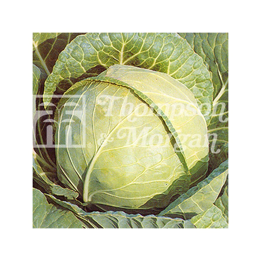 Cavolo cappuccio Primo