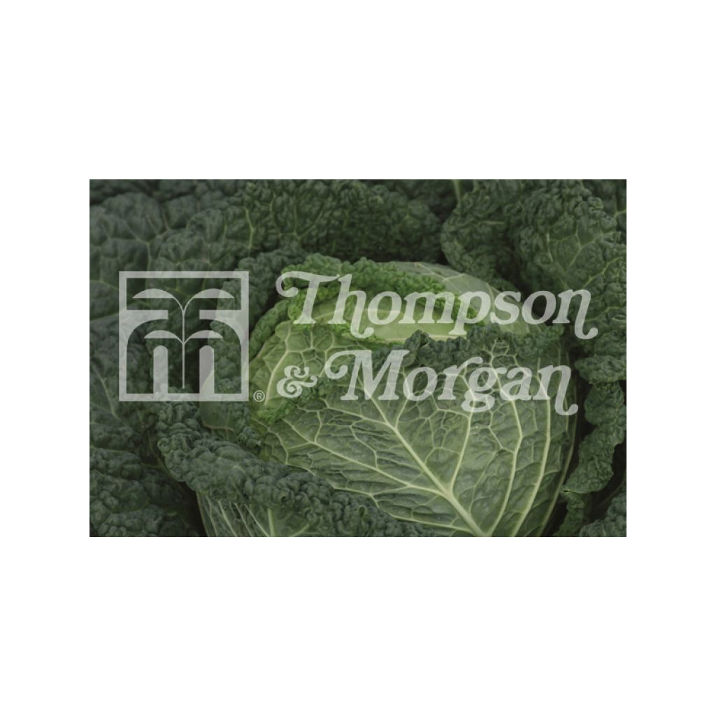 Cavolo verza Clarissa F1