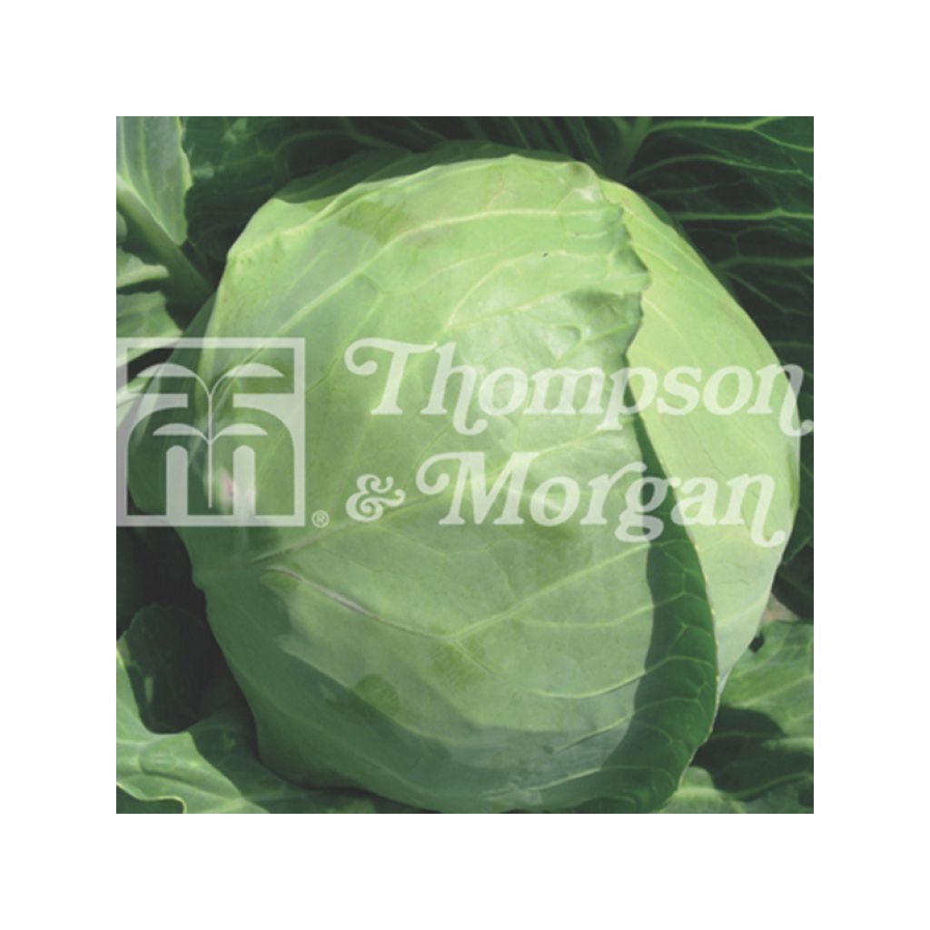 Cavolo cappuccio Spring Hero F1