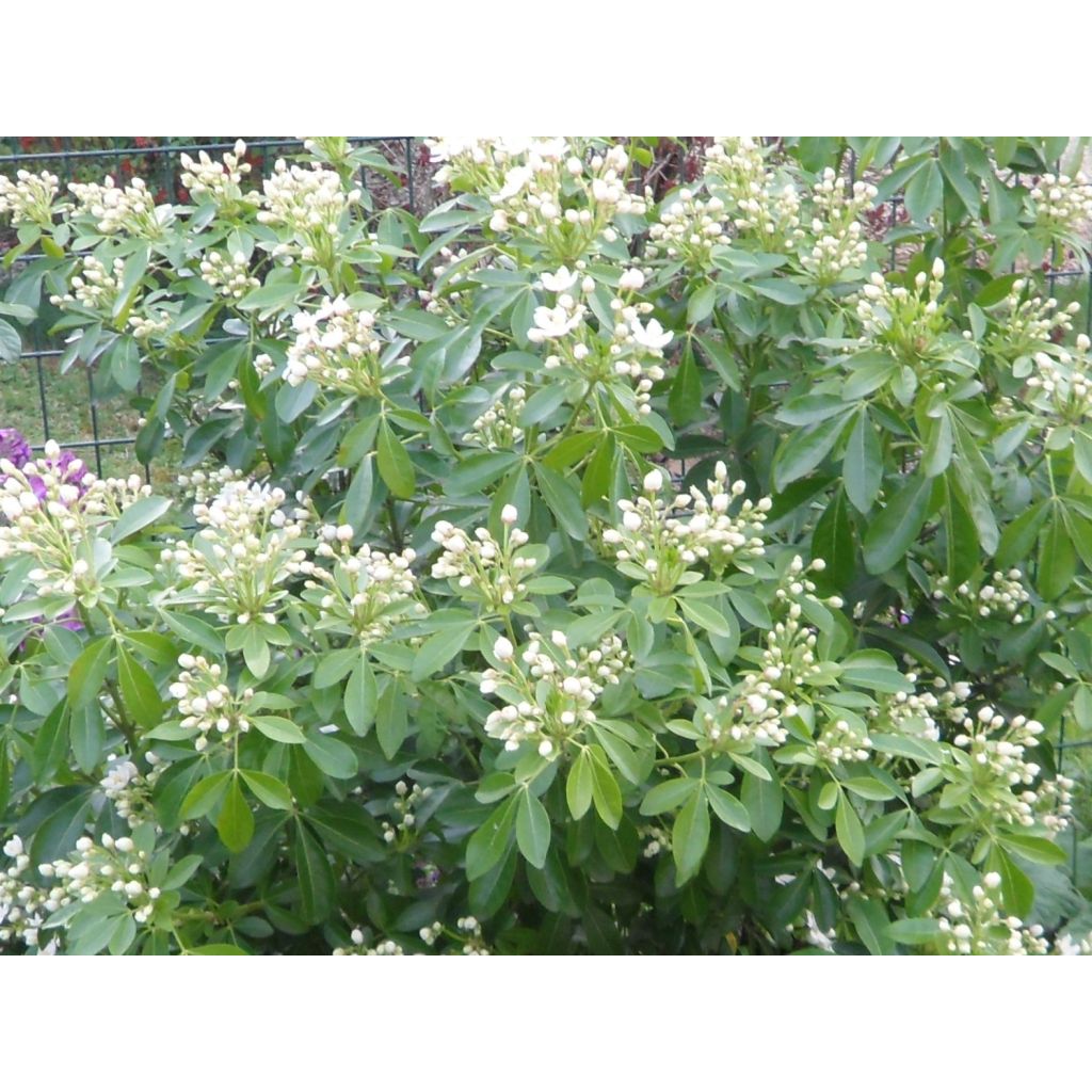 Choisya ternata - Arancio messicano